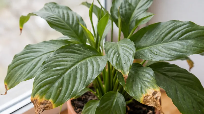 Sırbistan'dan Spatifilum Yaprak Kuruması Sorunu ve Çözümleri Açıklandı