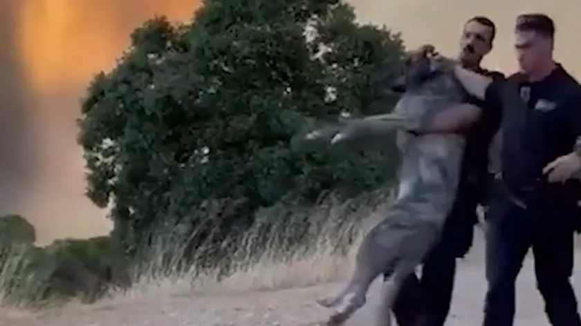 Şpanya'da çıkan yangınlar sırasında insanlara umut veren bir olay yaşandı.
