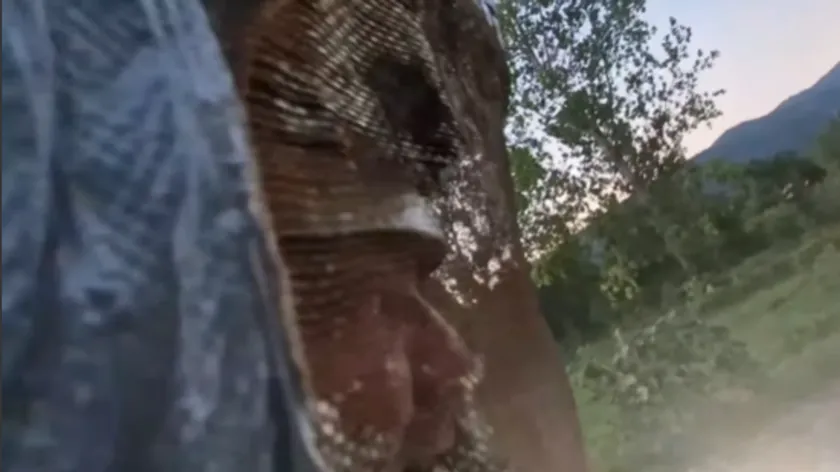 Sırbistanlı Yılan Avcısı Vladica Stankovic Motor Gibi Uğuldayan Binlerce Eşek Arısı Yuvası Bulduğunu Açıkladı
