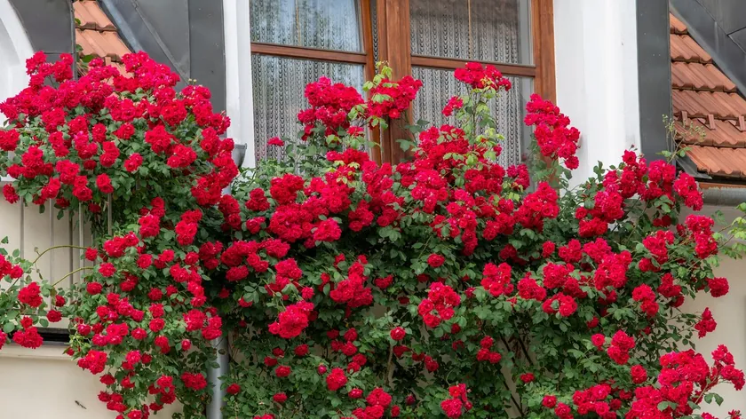 Ruza penjaçica yetiştirme için pratik ipuçları sunuluyor.