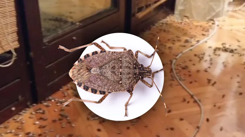 Sırbistan Haber Ajansı Uyardı: Kokarcalar Evlere Giriyor Doğal Yöntemle Korunun