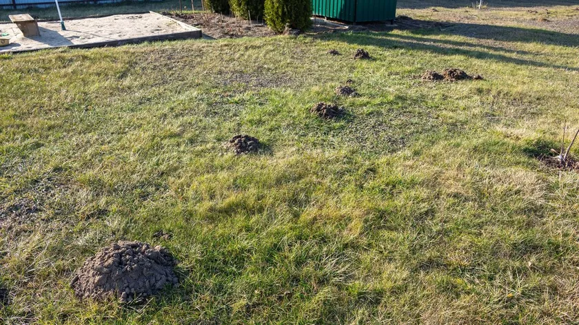Krticelerle mücadelede doğal yöntemler