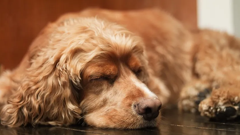 Köpekler uyurken ayaklarını oynatabilir, havlayabilir veya miyavlayabilir mi?