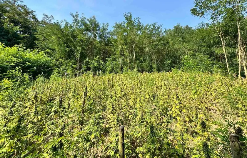 Grocka'da polis, kanabis yetiştiren bir tarlaya rastladı 30 kilogram marihuana ele geçirildi, iki kişi gözaltına alındı