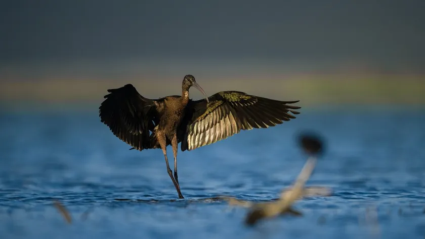 Ražanj veya siyah ibis yeniden Zasavica'da yuva yapıyor.