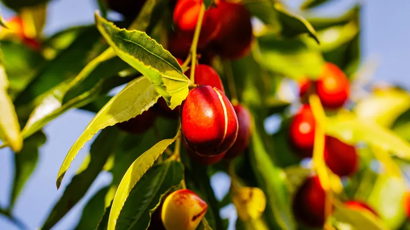 Sırbistan'daki Radiša Andrejić, kilosu 6-10 avroya satılan hünnap yetiştiriyor