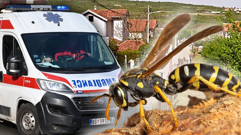 Beograđanının bir grup arı tarafından öldürülmesi Vladica Stanković, arıların ne kadar tehlikeli olabileceği konusunda uyarıyor.