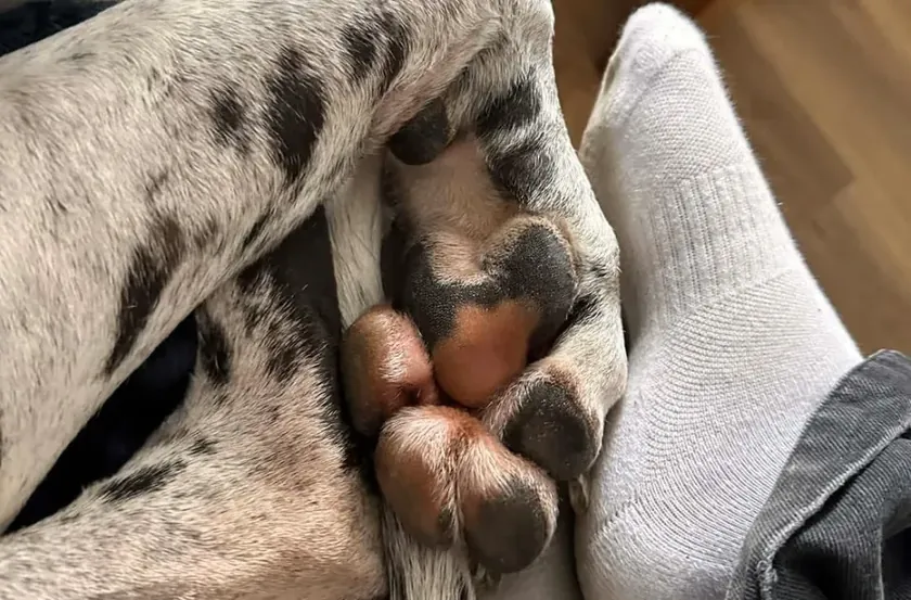 Britanya'da 190 santimetre boyundaki köpek sahibi Alis Banister'ı bile aştı