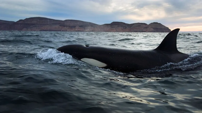 Denizde balina avının tehlikeli işareti: Kabarcık çemberi görürseniz uzaklaşın