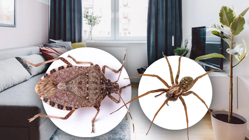 Evlerdeki örümceklerden kurtulmanın basit ve ucuz yolu keşfedildi