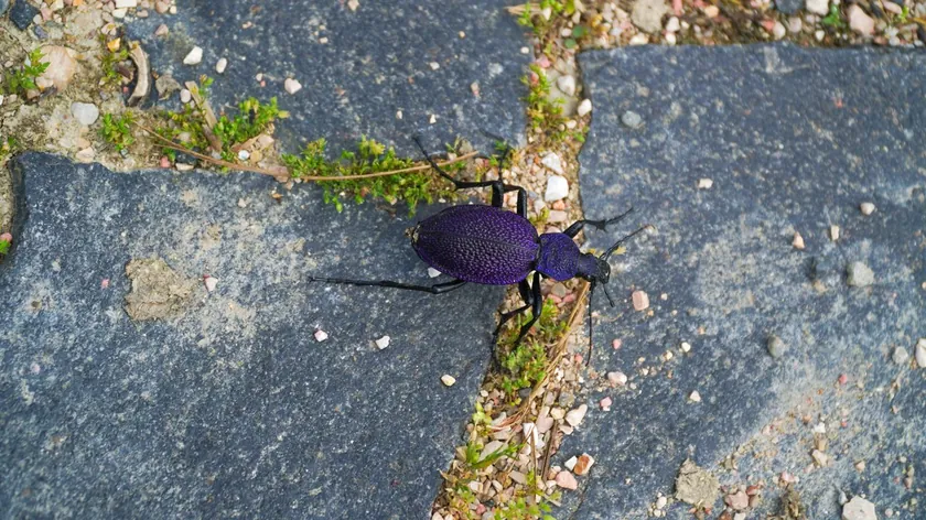 Sırbistan'da Yeni Bir Böcek Türü Olan Büyük Mor Yer Böceği Keşfedildi