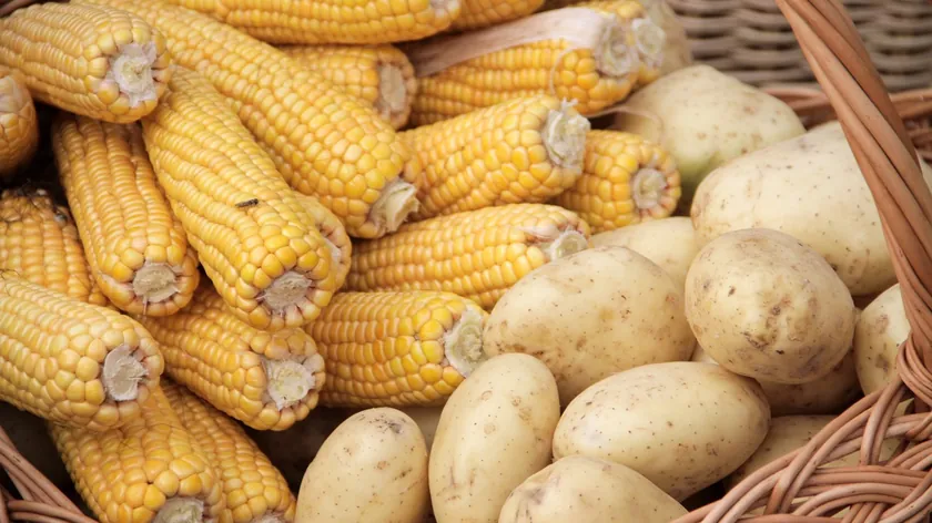 Krompir ve veşte kukuruz kan şekerini yükseltir mi? Gerçekler ve yemek hazırlık ipuçları