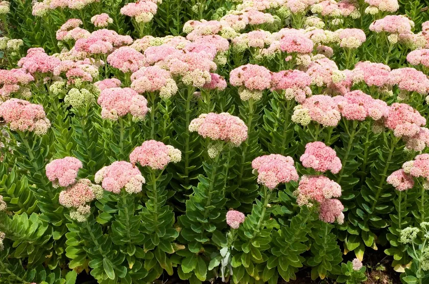 Debela Koka Bitkisi: Bakımı Kolay, Şifalı ve Dekoratif Özelliklere Sahip Bir Sukulent