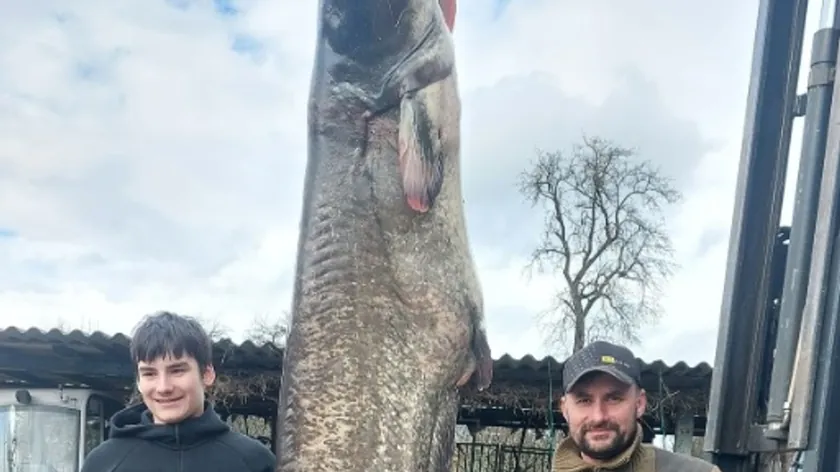 Avusturya'nın Bodensee'sinden Çıkan 109 Kiloluk Dev Yayın Balığı Şaşırttı