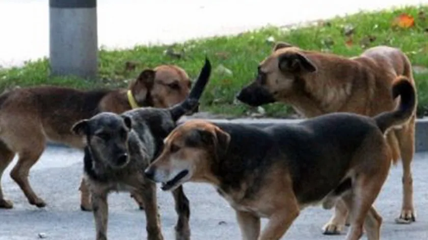 Prokuplju'nda yaşlı kadın köpekler tarafından saldırıya uğradı ve yaralandı.