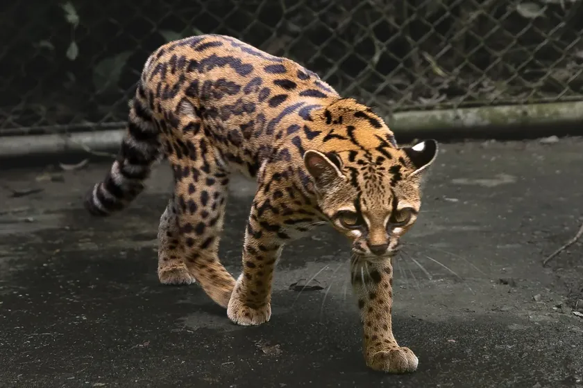 Yeni bir kedi türü keşfedildi Bilim insanları uzun zamandır beklenen bu an geldi - işte nasıl görünüyor