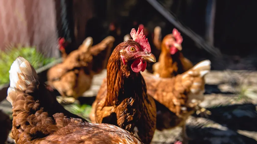 Sırbistan'da genç üretici Nemanja Gavrilović'in sıfırdan yumurta üretimi başarı hikayesi