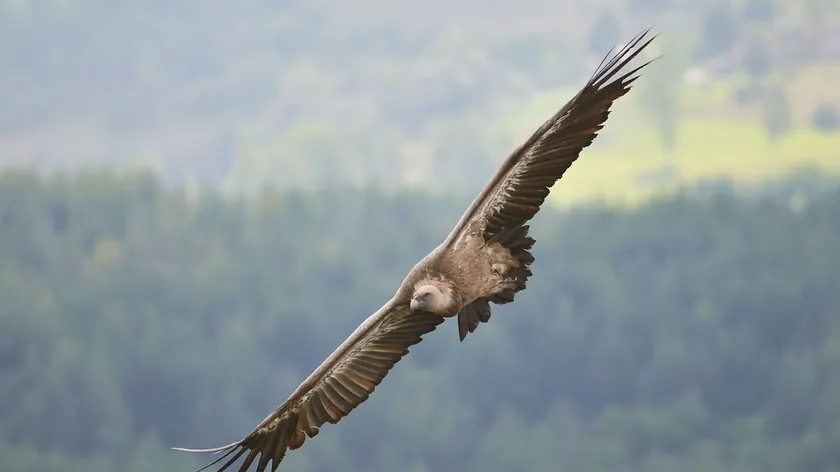 Sırbistan'da İmparator Kartalı Popülasyonu Önemli Ölçüde Arttı, Hayatta Kalma Mücadelesi Sürüyor