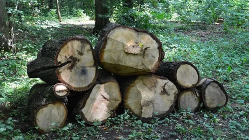 Fransa'da 75.000 avro değerinde tarihi eser kütük içinde bulundu