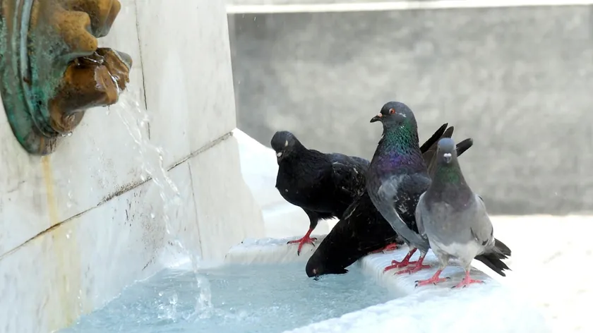 Gizem Çözüldü Çoğu İnsanın Yavru Güvercinleri Neden Hiç Görmediği Anlaşıldı