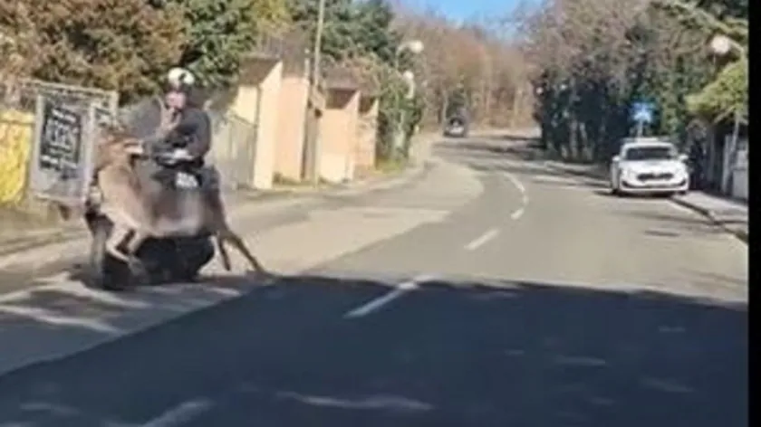 Zagreb'in Pantovčak bölgesinde yola çıkan geyik skuter sürücüsünü devirdi