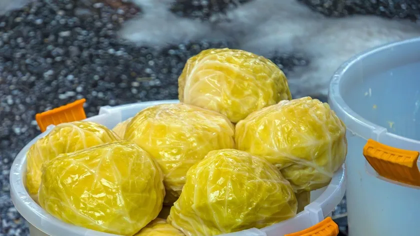 Kışlık turşu hazırlığında lahana için doğru tuz oranı: 10 kilo lahanaya 200 gram