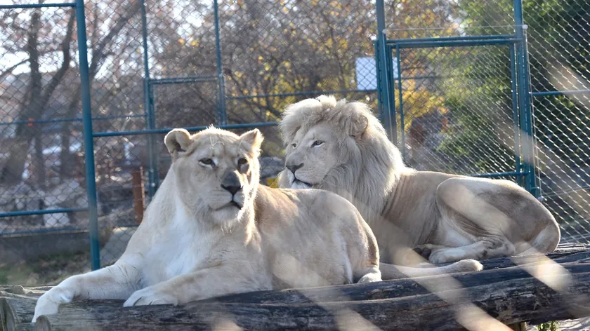 Dünyanın Aslan Günü Belgrad Zoo'da Vuk ve Elza Nasıl Sıcak Hava ve Yaklaşık 40 Dereceyi Yönetmektedir?