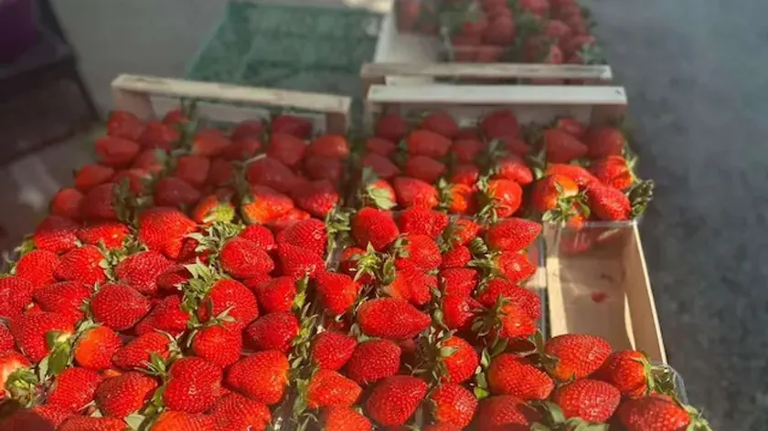Sırbistan'da Üreticiler Yerli Çileklerin Artan Maliyetler Nedeniyle Lüks Olacağını Bildirdi