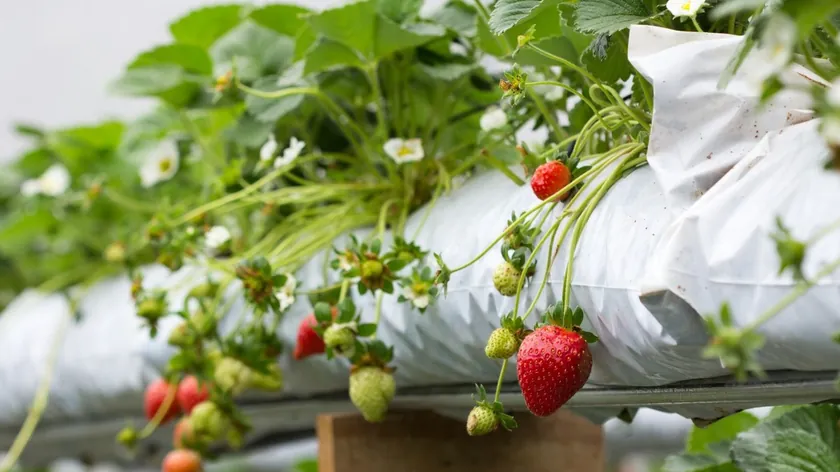 Ev Yapımı Maya Gübresi Çilekleri Coşturuyor Bahçıvanların Yeni Gözdesi