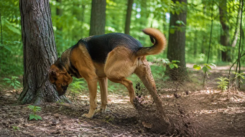 Köpekler neden tuvalet yaptıktan sonra toprağı kazıyor?