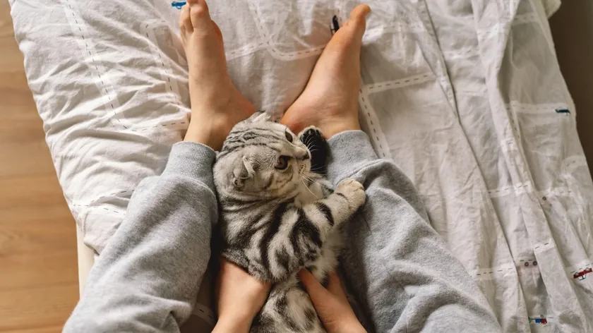 Apartmanda yaşayan kediler için dışarıdaki hayat birçok tehlike barındırıyor