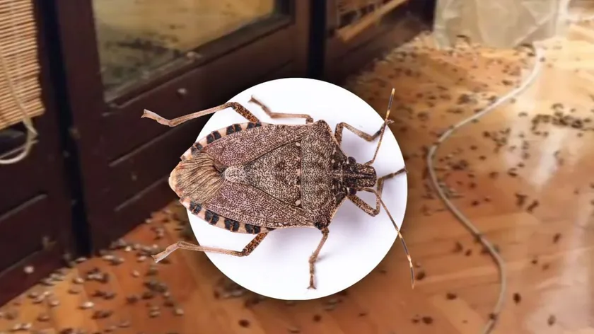 Sırbistan'da evleri saran kokarca böceklerinden nane ve sarımsak ile korunma yolları