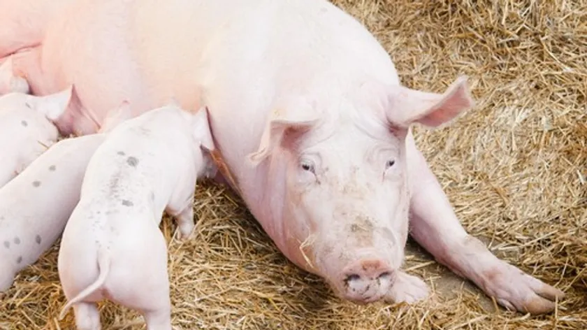 Sırbistan'ın Çalma köyünde tek gözlü domuz yavrusu şaşkınlık yarattı
