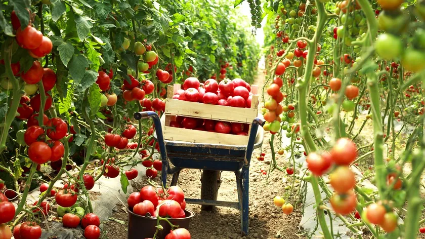Sırbistan Bahçıvanlık Uzmanlarından Öneri: Domates Verimini Artıran Mutfak Sırrı Açıklandı
