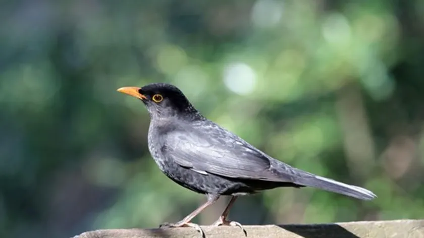 Bahçenizi canlandırmak için kuşları çekmenin yolları uzmanlar tarafından belirtildi