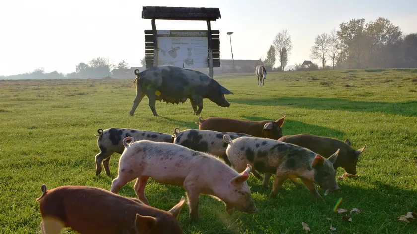 Sırbistan'da Canlı Hayvan Pazarlarında Fiyatlar Değişti, Dana ve Domuzda Dalgalanma Görüldü