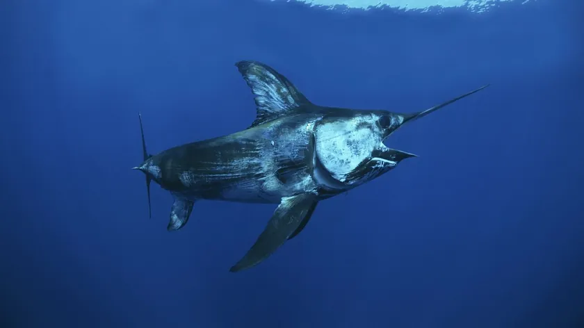 Polinezya Açıklarında Baba Oğul Kılıç Balığı Avı Dramaya Dönüştü Büyük Fırtına Çıktı