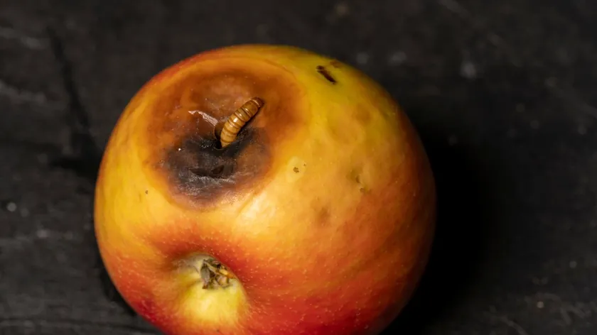 Meyve ve Gıdalardaki Kurtçukların Tüketimi Potansiyel Sağlık Riskleri İçeriyor