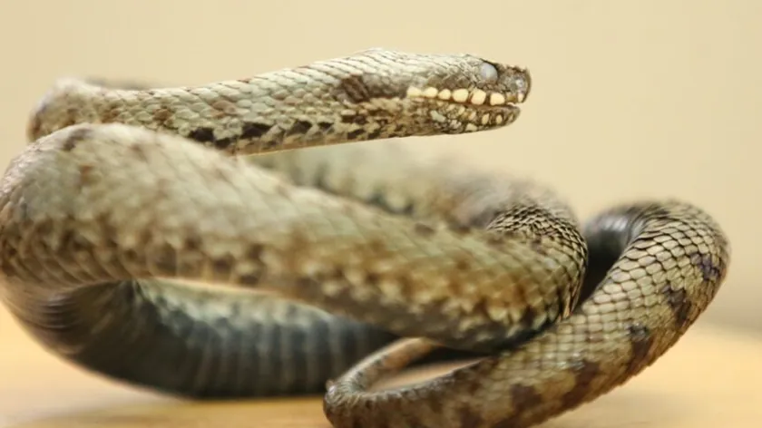 Mısır'da turist otel gösterisinde yılan sokması sonucu hayatını kaybetti