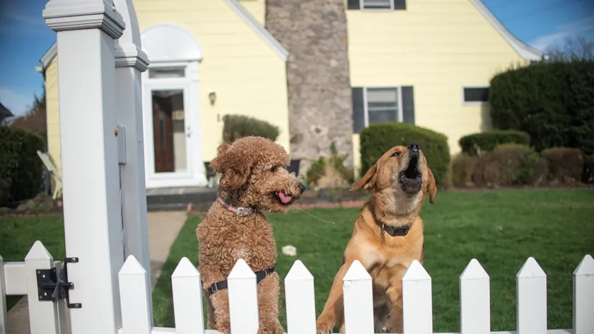 Bazı Köpek Irkları Diğerlerinden Daha Fazla Havlama Eğilimi Gösteriyor Uzmanlar Belirtti
