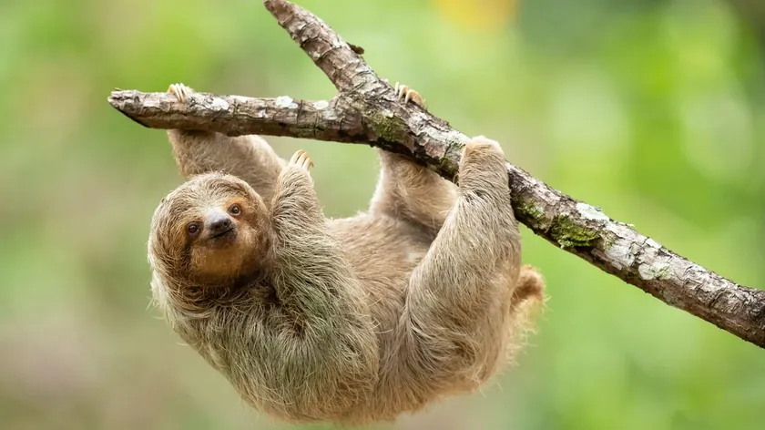 Florida'daki Yeni Tesiste Otuz Bir Tembel Hayvan Can Verdi Yetkililer Araştırma Başlattı