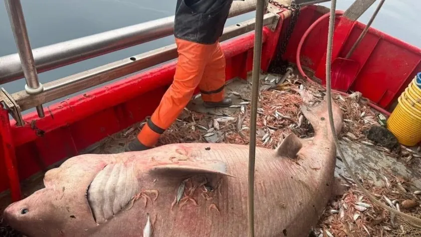 Hırvatistan Adriyatik Denizi'nde Yakalanan Dev Köpek Balığı Büyük İlgi Gördü