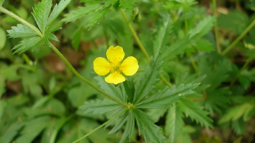 Küçük Sarı Yabani Çiçek Süperbakterilere Karşı Doğadan Potansiyel İlaç Kaynağı Oldu
