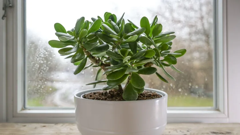 Sırbistan'dan Gelen Yeni Haber: Para Ağacı Bitkisini Canlandırma Sırrı Ortaya Çıktı