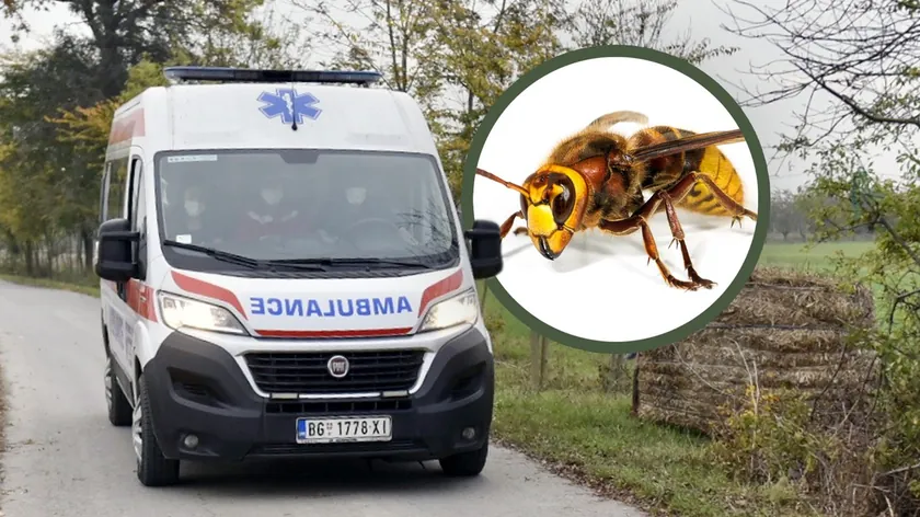 Sırbistan'da bir adam strşlen tarafından ısırıldı ve üç gün komalarda kaldı.