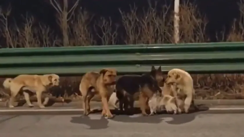 Çin'de Çalınan Yedi Köpek İnanılmaz Yolculukla Evlerine Döndü