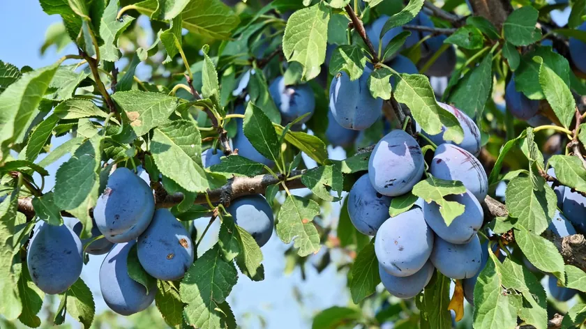 Sırbistan'daki Aleksić Ailesi Kırsal Turizmle Erik Rakısını Dünya Pazarlarına Taşıyor