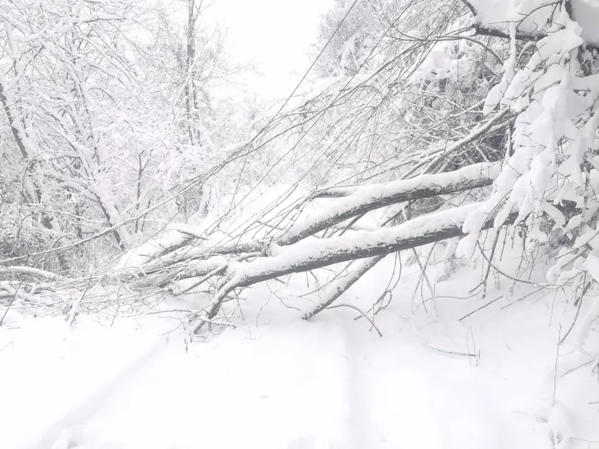 Devrilen ağaçlar yolu kapattı: Donji Milanovac-Majdanpek ve Boljevac'ta ulaşım durdu