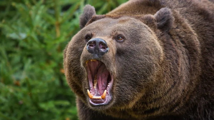 Slovakya Hükümeti Tartışmalı Kararla Sorunlu Ayı Etlerinin Restoranlarda Satışını Onayladı