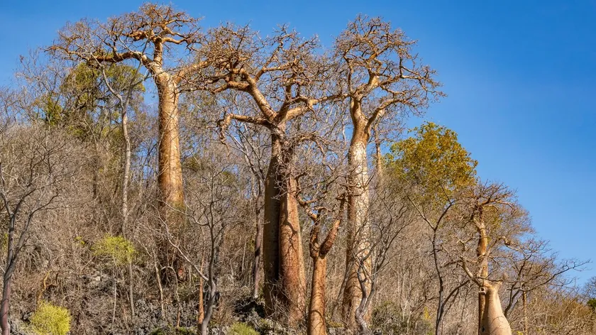 Bilim insanları Madagaskar'da tamamen yeni bir ağaç türü keşfetti.
